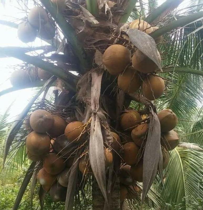 Dừa Sáp Giống Trà Vinh combo 10 cây