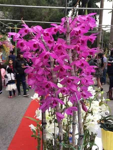 TRẦM RỒNG ĐỎ CÂY GIỐNG