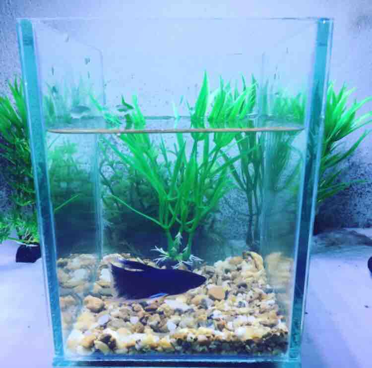 Bể cá betta mini( tặng sỏi nền + thức ăn betta)