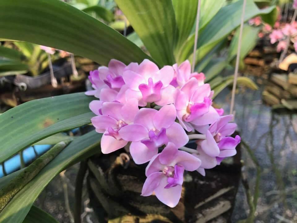 Ngọc điểm  Màu Hồng cánh sen Giống chậu 2 thân