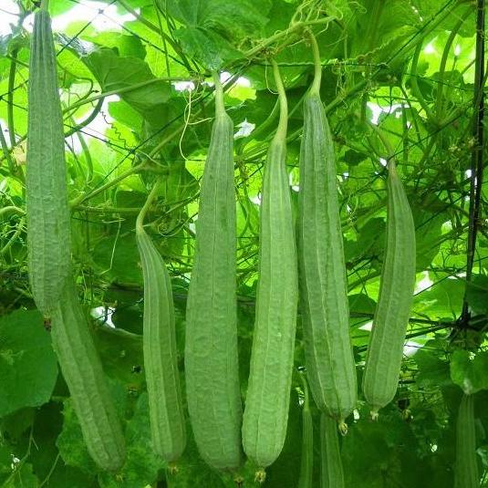 Gói 1g Hạt giống Mướp Khía lai F1 (tặng gói kích nẩy mầm và hướng dẫn)