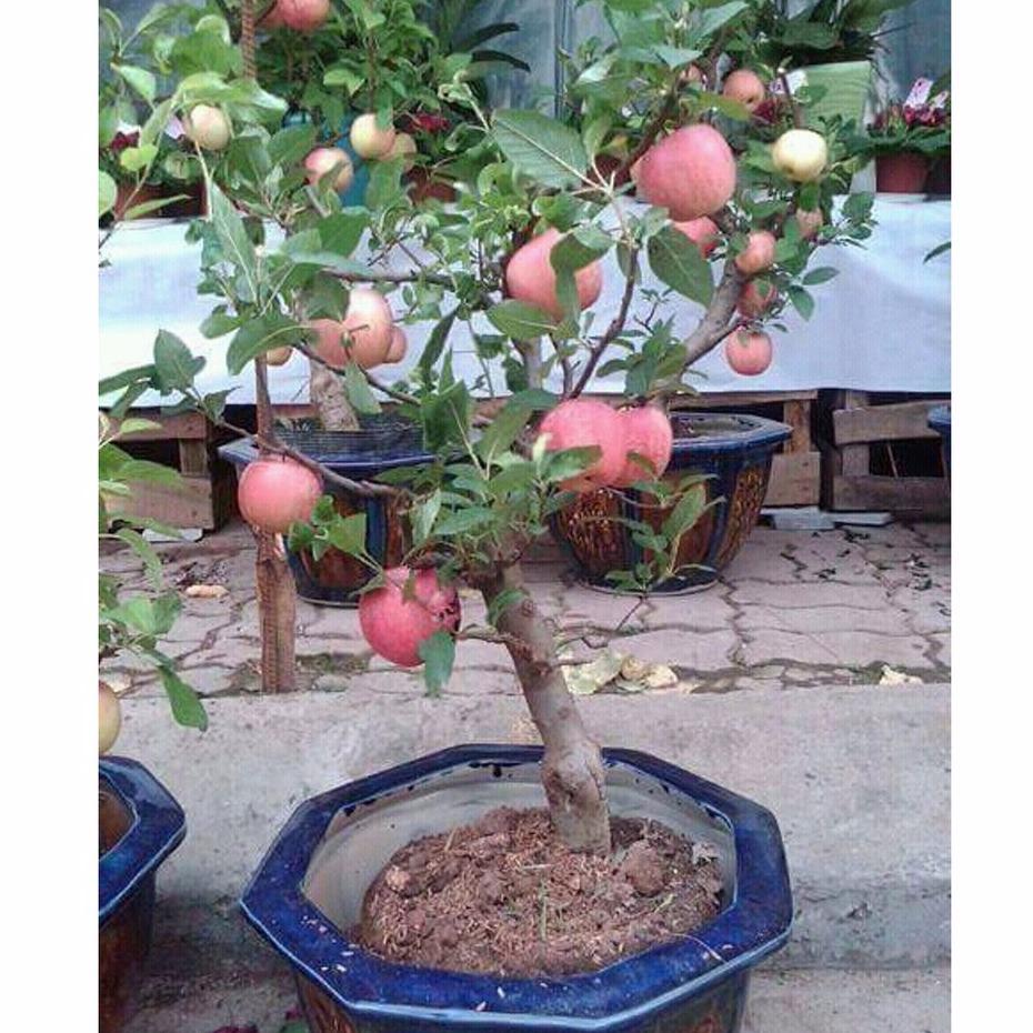 Bộ 05 gói hạt giống Táo Đỏ Lùn F1 (15 hạt/gói)