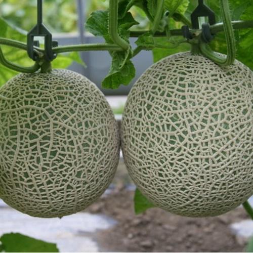 Hạt Giống Dưa Lưới Ruột Xanh Loại Dễ Trồng. Túi 10 Hạt