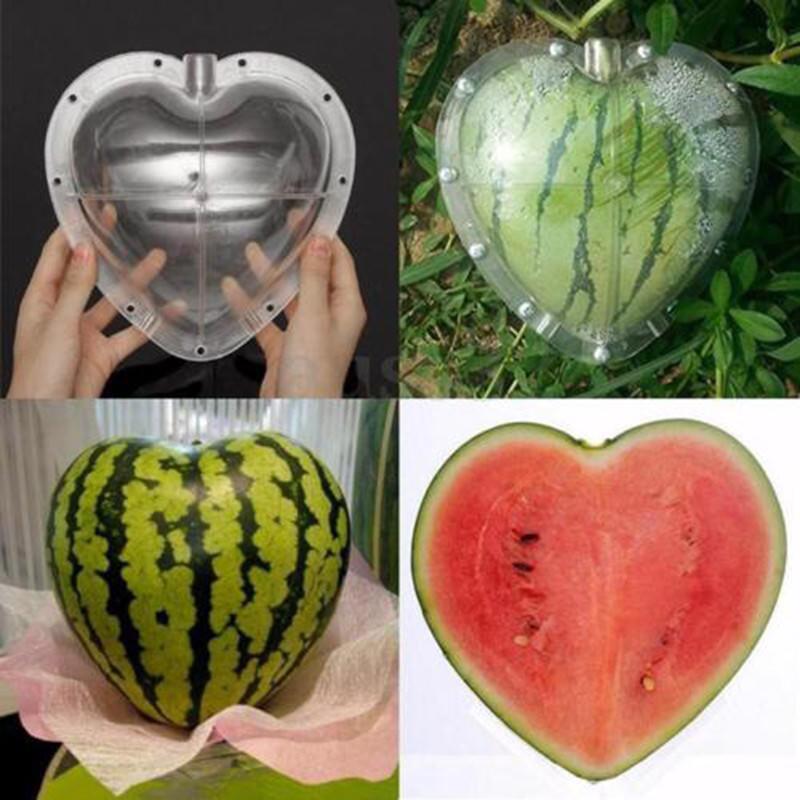 Khuôn tạo hình cho quả, trái cây, khuôn tạo hình đặc biệt cho cây trái