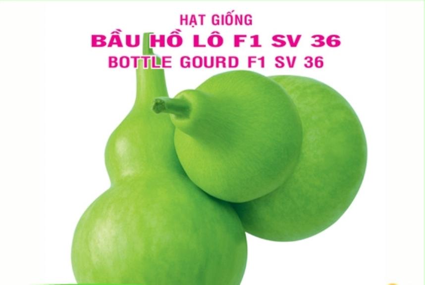 Hạt giống bầu hồ lô Thái Lan- gói 15 hạt