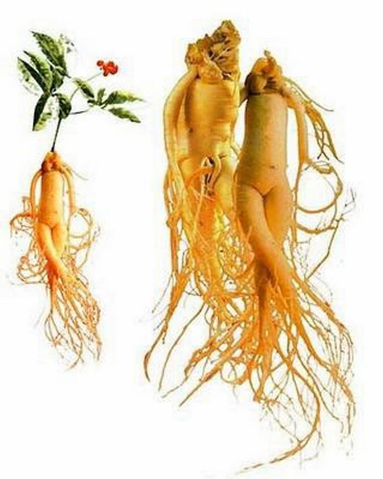 3 gói Hạt giống Nhân sâm Hàn quốc ~30 hạt (tặng kích nẩy mầm + hướng dẫn)