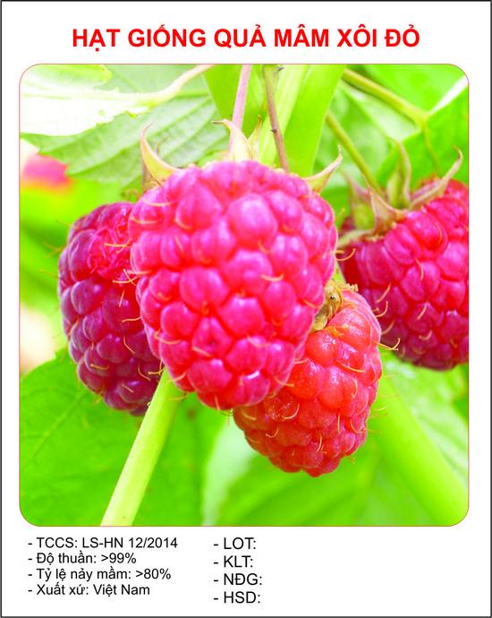 [Lấy mã giảm thêm 30%] Hạt giống Mâm xôi đỏ (30 hạt)
