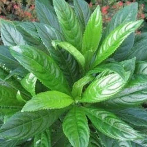 Hạt Giống Cây Xương Sông Loại Dễ Trồng. Túi 20 Hạt