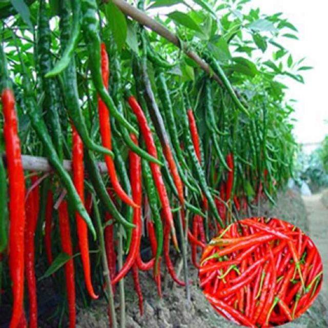 Gói 30 Hạt giống Ớt chỉ đậu đũa (tặng gói kích nẩy mầm và hướng dẫn) Tỷ lệ nẩy mầm: 80%, Mùa Vụ: Quanh năm, Thời gian ra hoa: 65 - 75 ngày, hoa nở đều.