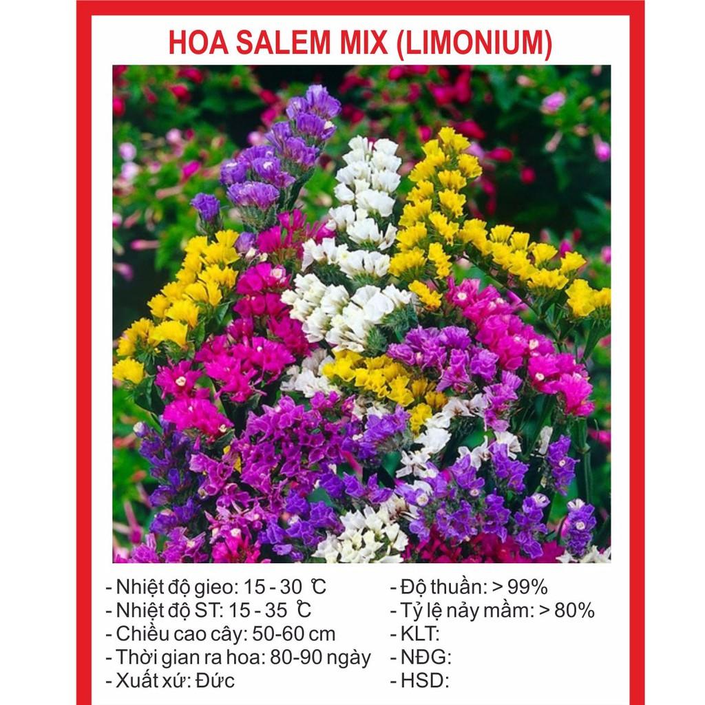 Hạt Giống Hoa Salem Mix