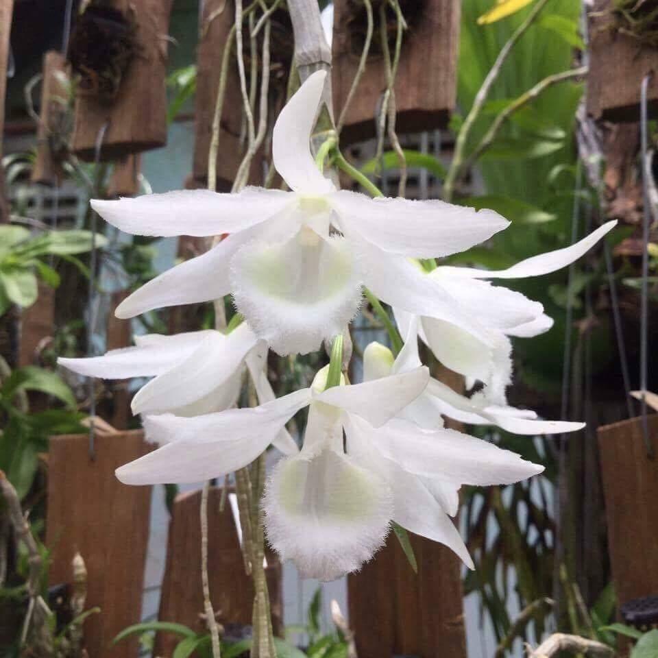 Phi Điệp trắng hàng đột biến