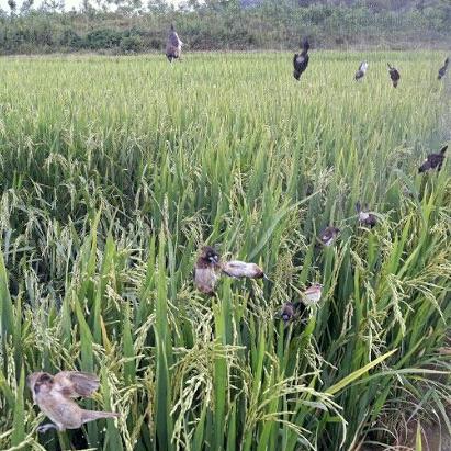 Lưới bẫy chim tàng hình cước thái lan