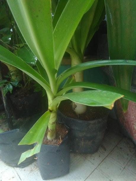 Cây náng hoa trắng - Đại tướng quân hoa trắng- thân cỡ 3cm