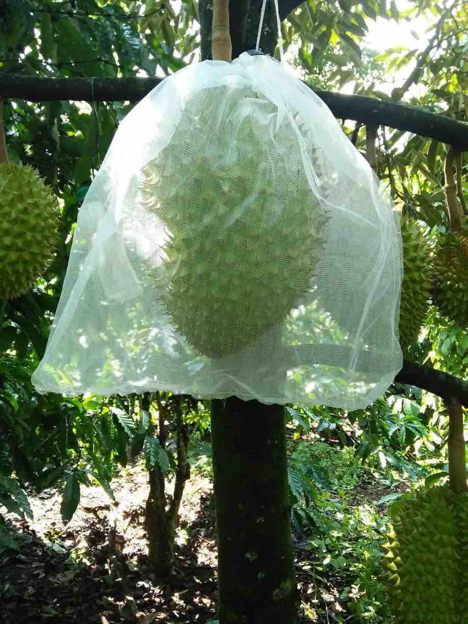 10 Bao cột trái cây tránh côn trùng