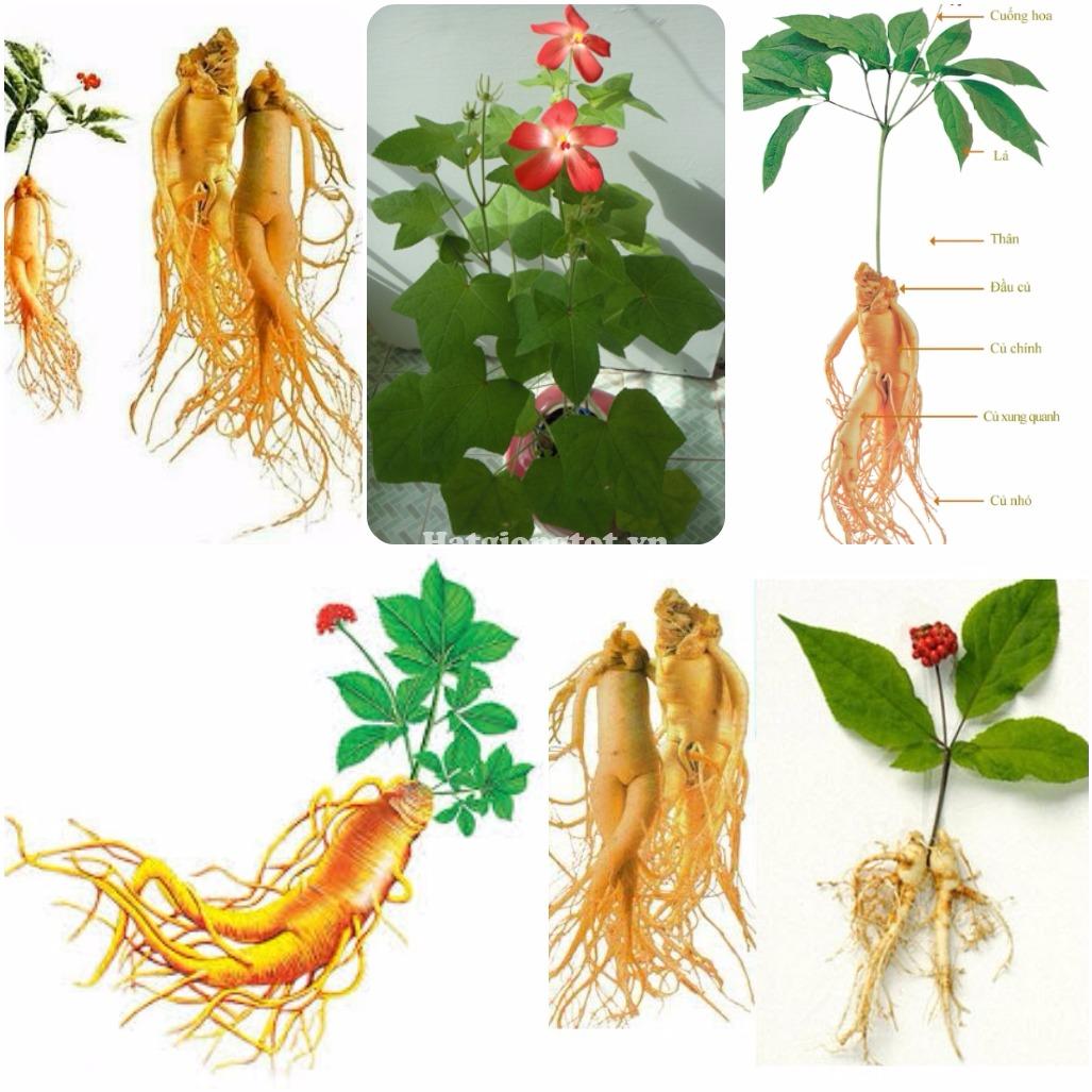 [Lấy mã giảm thêm 30%] Hạt giống Nhân Sâm Hàn Quốc (10 hạt/gói)