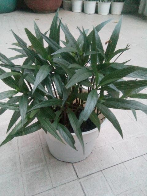 Cây hoa chiều tím - thạch thảo mexico (10 cây/bầu)