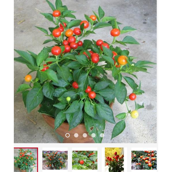 [HCM]Hạt Giống Ớt Kiểng Quả Tròn Thái Lan - KLT 10 hạt