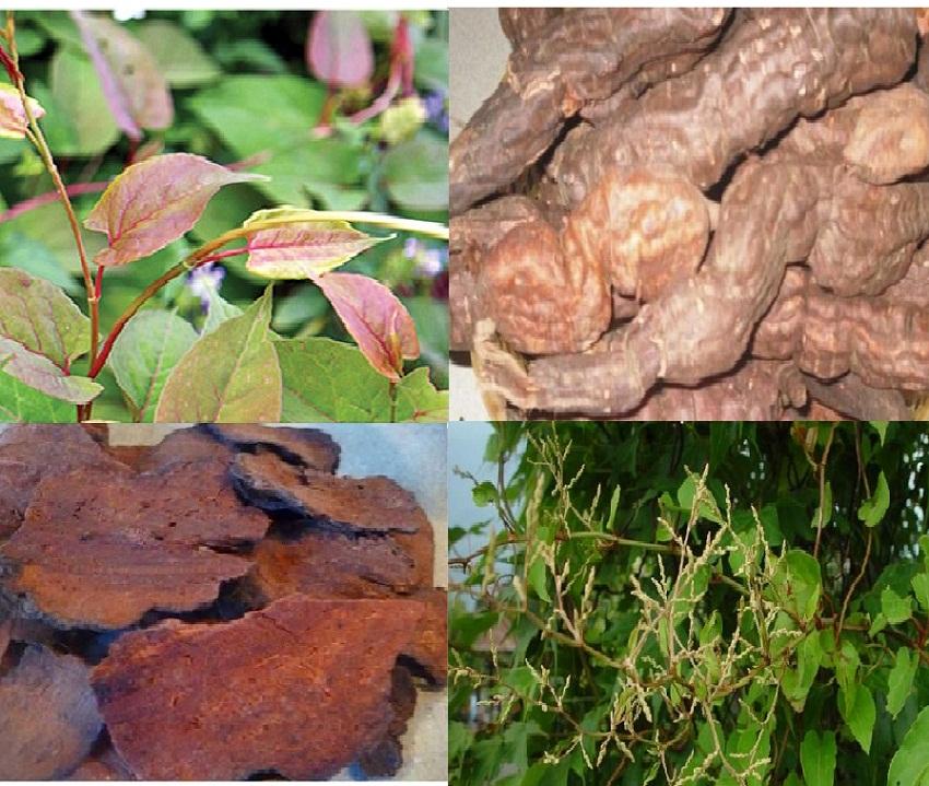 Hà Thủ Ô thái lát - Thảo Lộc  túi  1kg Có Tặng Quà