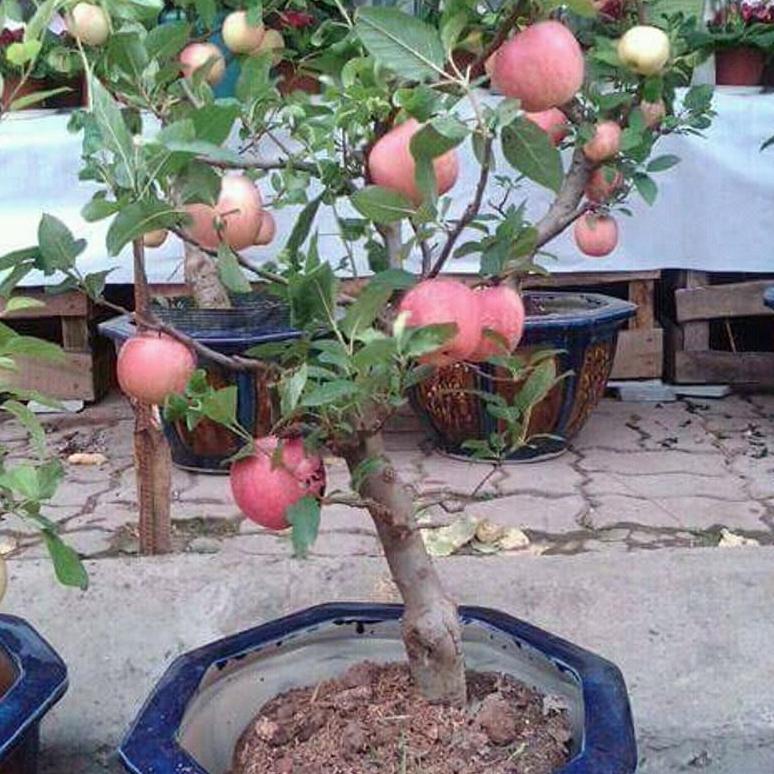 Bộ 2 gói hạt giống táo đỏ lùn (15 hạt/gói)
