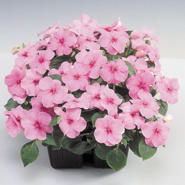 Hạt giống Hoa mai địa thảo Hồng 544 - 10 hạt