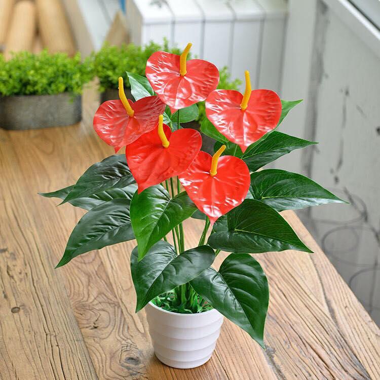 Chậu cây cảnh phong thủy - Cây hồng môn yến may mắn, tài lộc trang trí phòng khách, để bàn làm việc (kèm chậu sứ)