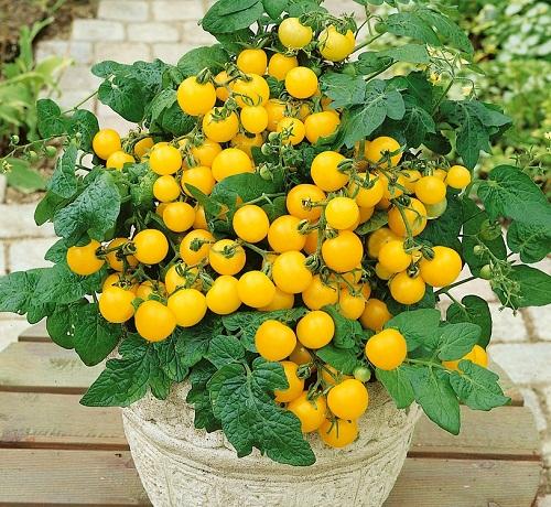 Gói 20 hạt giống cà chua bi lùn vàng