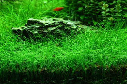 Hạt giống thủy sinh - cỏ ngưu ma chiên lùn