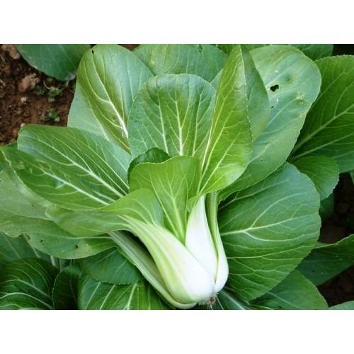 [HCM]Hạt giống cải bẹ trắng - PhuNongSeeds