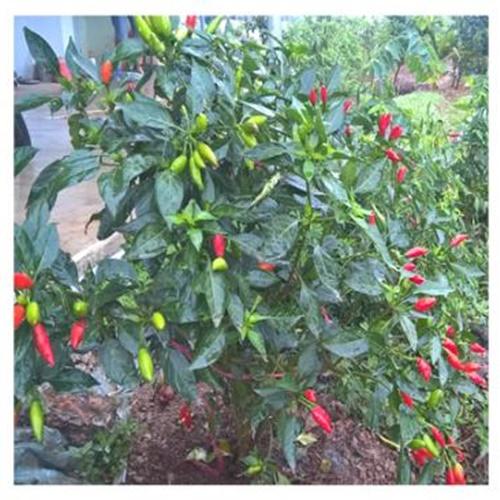 Hạt Giống Ớt Chỉ Thiên Loại Dễ Trồng. Túi 30 Hạt