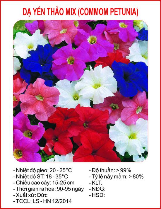 [Lấy mã giảm thêm 30%] Hạt giống Dạ yến thảo nhiều màu (50 hạt)