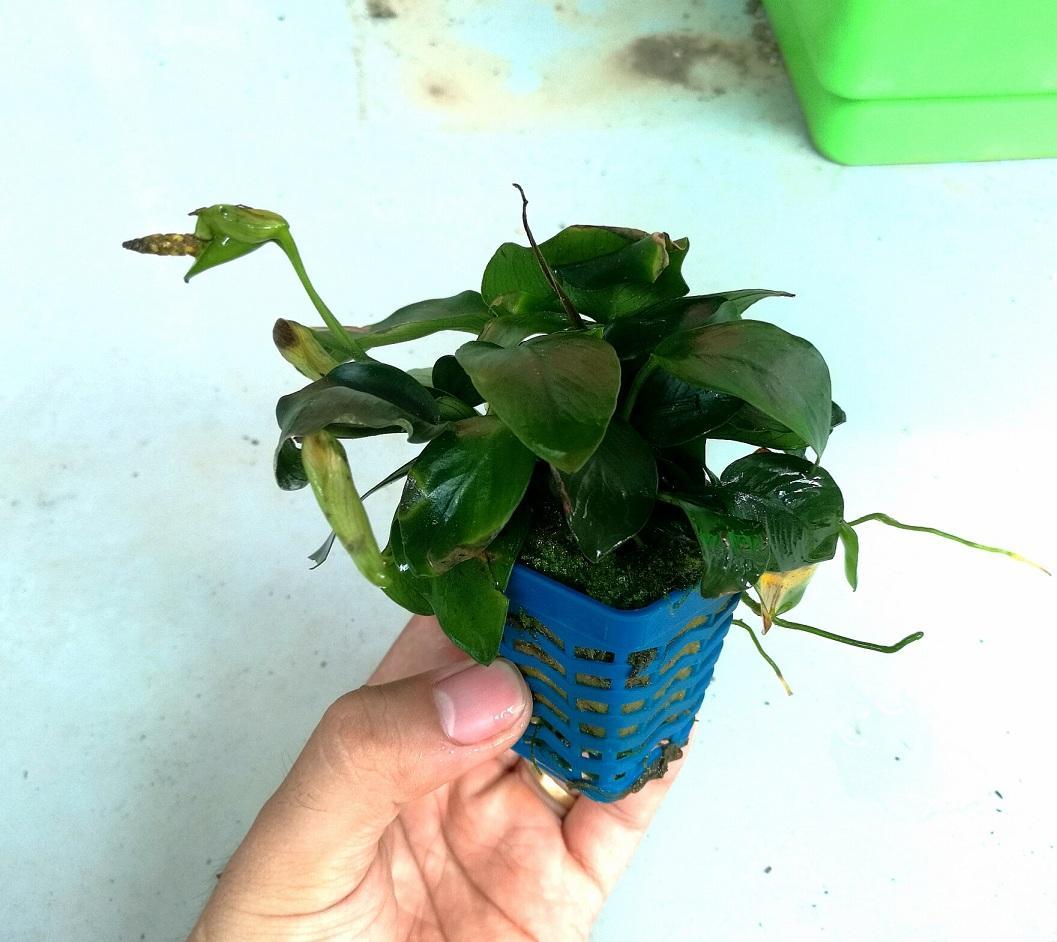 3 chậu cây ráy lá nhỏ – cây thủy sinh dễ trồng không cần đất nền