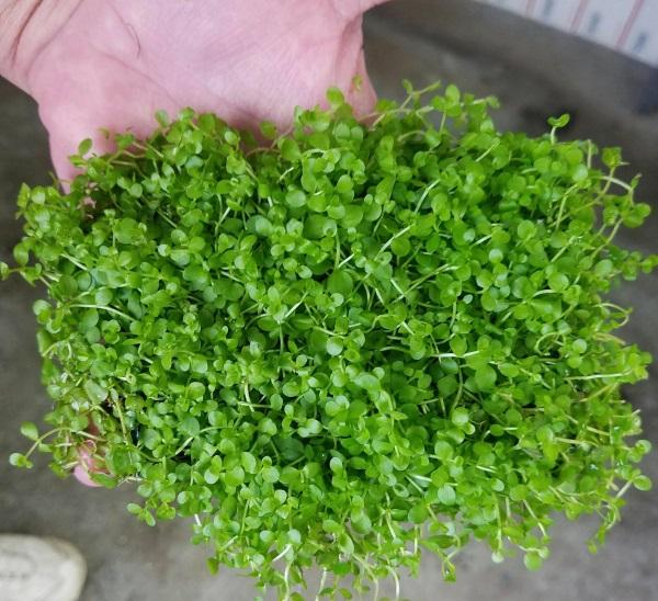 HẠT GIỐNG TRÂN CHÂU NGỌC TRAI THỦY SINH HỒ CÁ