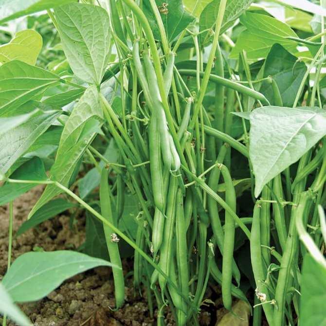 2 gói hạt giống đậu cove lùn ~20g/gói