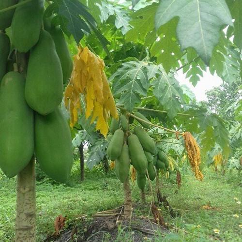 Hạt Giống Đu Đủ Lùn Siêu Quả. Loại Dễ Trồng. Túi 5 Hạt.