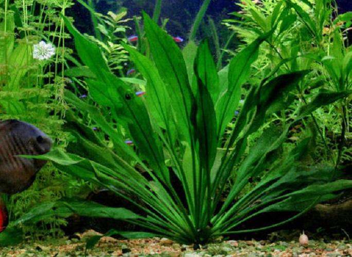 1 Khóm Cây lưỡi mèo - Cây thủy sinh lớn nhanh và phát triển mạnh