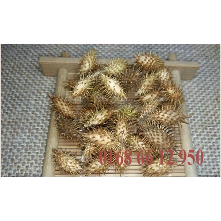 QUẢ KÉ ĐẦU NGỰA NAM- CÒN GAI -1KG