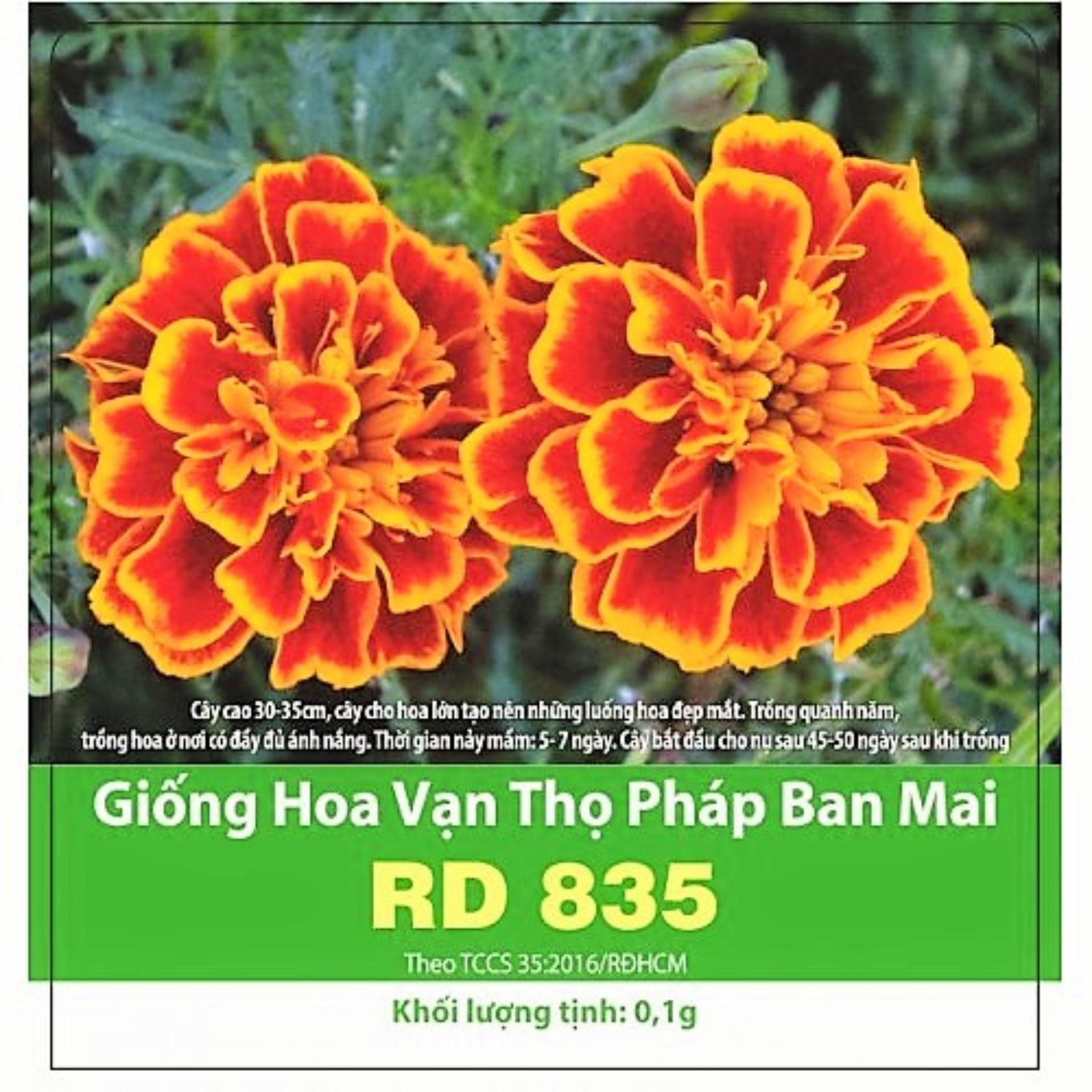 [HCM]Hạt giống Hoa Vạn Thọ Pháp Ban Mai  RaDo-835