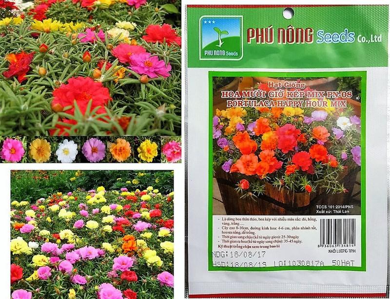 Combo 5 gói hoa mười giờ mix kép thái lan pn08 - klt 50 hạt .
