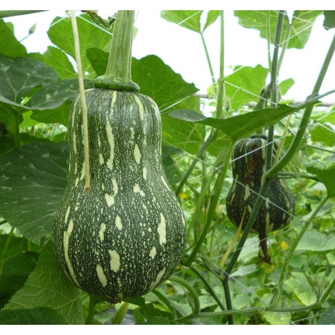 Bí hạt đậu pn-389 - phunongseeds