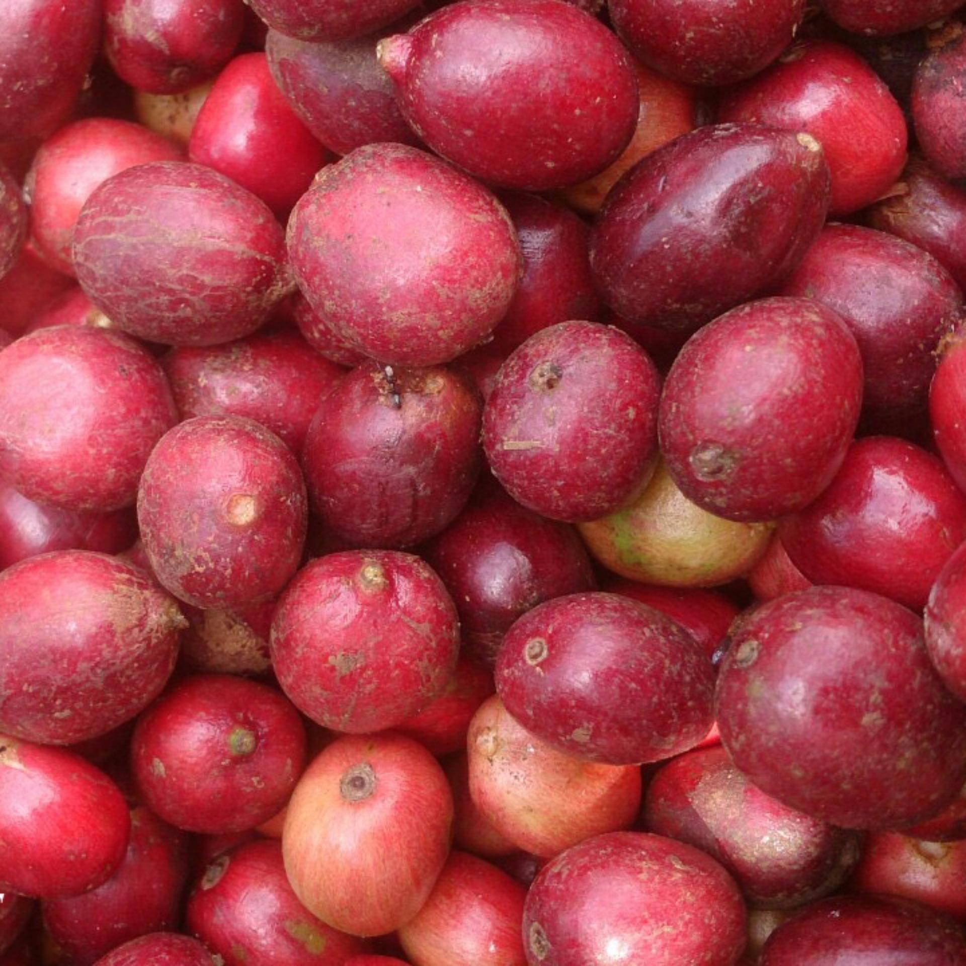 500gr cà phê rang mộc nguyên chất Đaklak - nguyên hạt