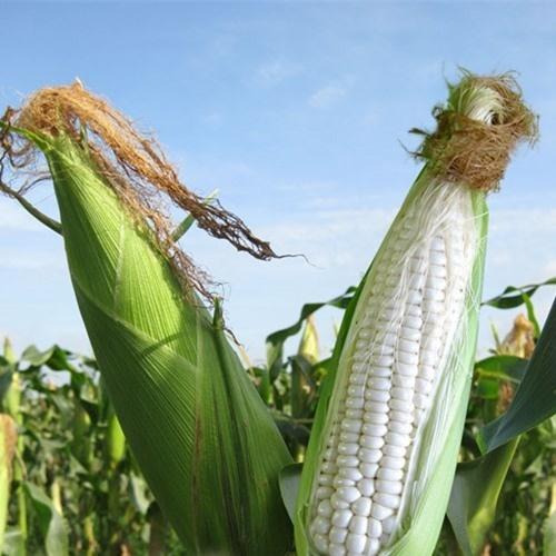 Hạt Giống Ngô Nếp Dẻo Loại Dễ Trồng. Túi 30 Hạt  - Năng Xuất Cao