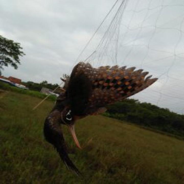 Lưới bẫy chim thái lan - bẫy chim khuyên chào mào cao 5m dài 30m ( thế giới cần câu cá ) - Thanh lý hàng tồn - đại hạ giá big sale cực hot