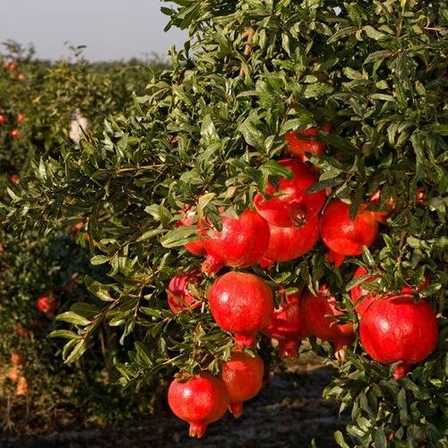 Hạt giống lựu lùn đỏ loại dễ trồng. túi 20 hạt