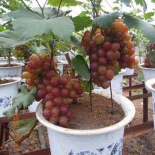 Hạt Giống Nho Lùn Bonsai Loại Dễ Trồng. Túi 5 Hạt