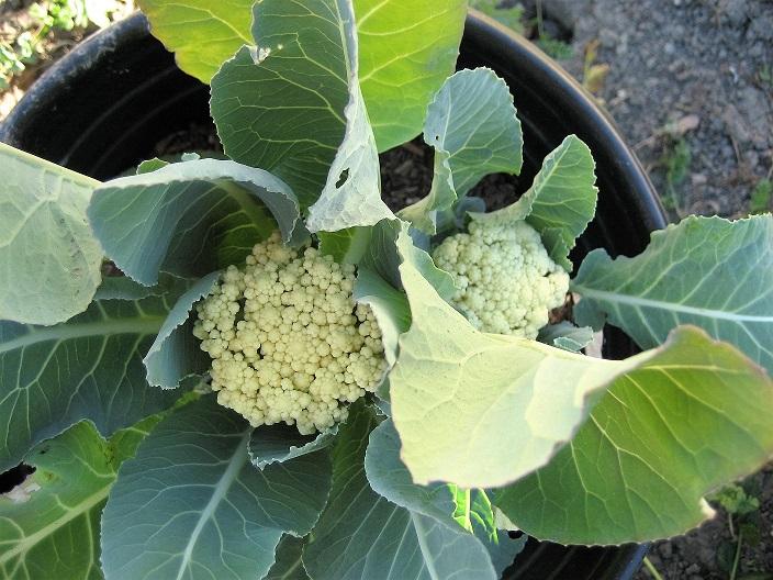 [HCM]Hạt giống Súp Lơ Trắng Chịu Nhiệt F1 LS76  Nhật Bản _Gói 0.2 gram .