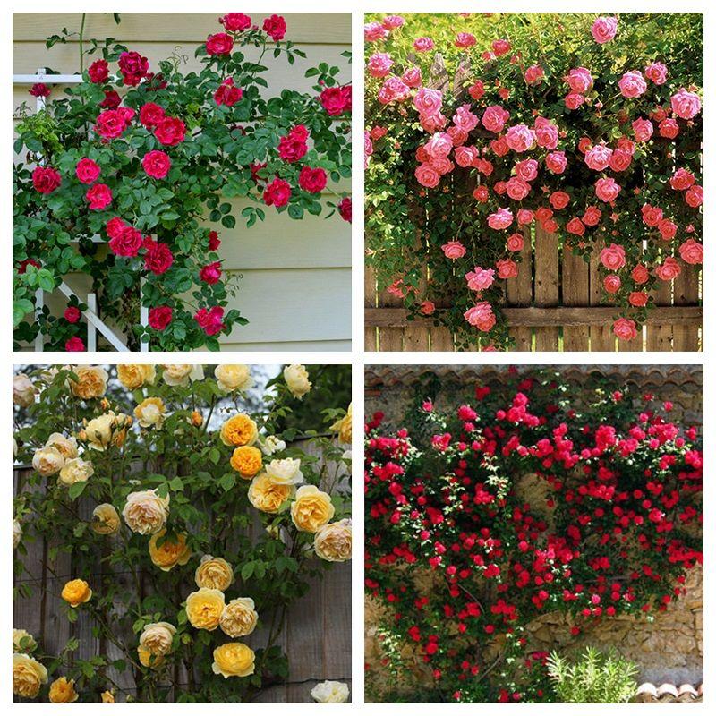 [Lấy mã giảm thêm 30%] Hạt giống Hồng Leo Pháp nhiều màu (20 hạt) Cây sinh trưởng phát triển tốt nhiều hoa hoa to đẹp nhiều màu sắc. Hạt giống nhập khẩu chất lượng tỷ lệ nẩy mầm cao: 75%