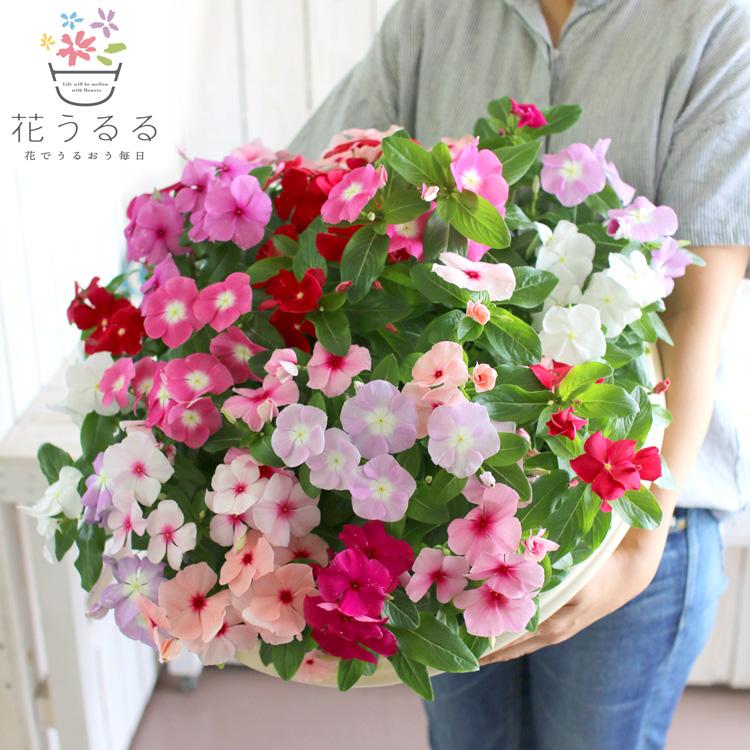 Gói 50 Hạt giống Dừa cạn rũ mix (tặng gói kích nẩy mầm và hướng dẫn)