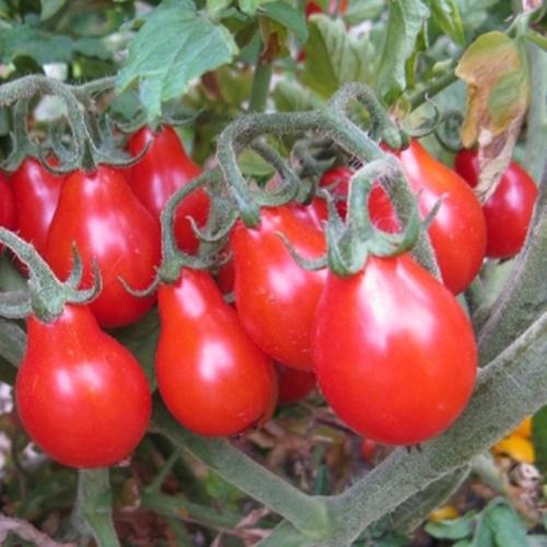 Hạt Giống Cà Chua Trái Cây Đỏ Loại Dễ Trồng. Túi 30 Hạt
