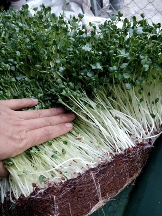 [Lấy mã giảm thêm 30%] Giá thể trồng rau mầm + 2 gói rau mầm (20g/gói)