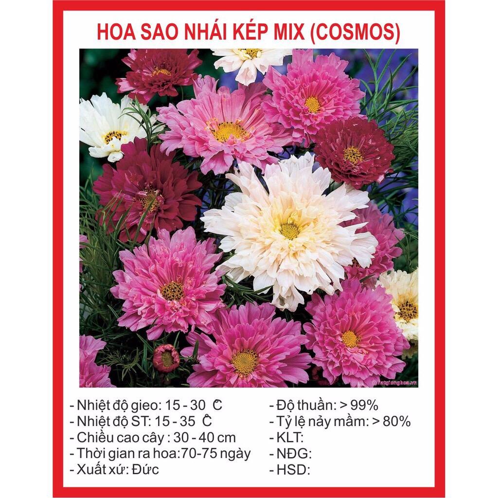 Hạt giống Hoa Cúc Sao Nhái Kép